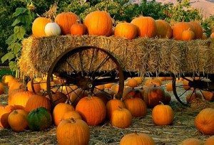 Pumpkin-Patch