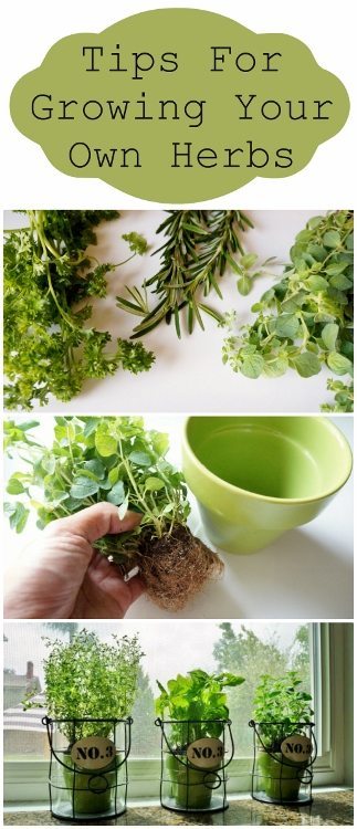 Tips For Growing Your Own Herbs Diy Inspired
