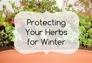http://www.diyinspired.com/wp-content/uploads/2015/11/Protecting-Your-Herbs-for-Winter-300x204.jpg