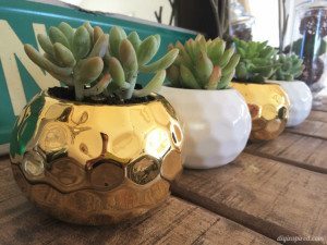 http://www.diyinspired.com/wp-content/uploads/2016/02/Mini-Succulents-in-a-Vase-300x225.jpg
