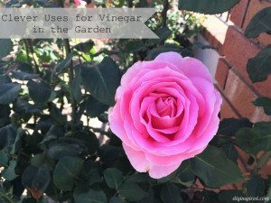 http://www.diyinspired.com/wp-content/uploads/2016/03/Clever-Uses-for-Vinegar-in-the-Garden-300x225.jpg
