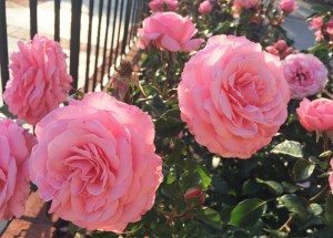 http://www.diyinspired.com/wp-content/uploads/2016/04/Basic-Tips-for-Watering-and-Pruning-Roses-300x215.jpg