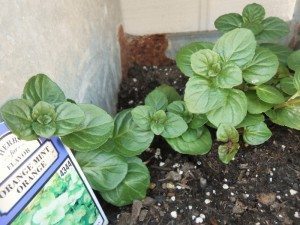 http://www.diyinspired.com/wp-content/uploads/2016/04/Growing-Herbs-Successfully-Orange-Mint-300x225.jpg