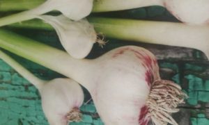 http://www.diyinspired.com/wp-content/uploads/2016/06/Grow-Your-Own-Garlic-300x180.jpg