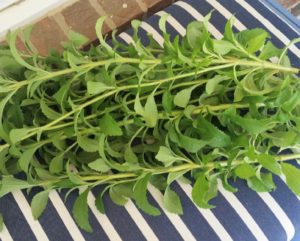 http://www.diyinspired.com/wp-content/uploads/2016/06/The-911-on-How-to-Harvest-Stevia-7-300x241.jpg